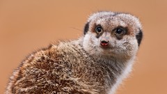 Animals meerkats