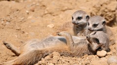 Animals meerkats