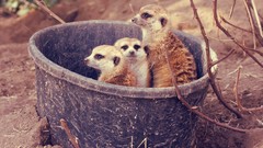 Animals meerkats bucket