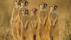Animals meerkats family