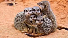 Animals meerkats family