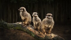 Animals meerkats Mammals