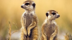Animals meerkats savage African Wild Life