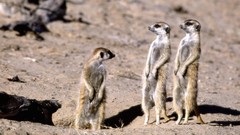 Animals meerkats South Africa Mammals