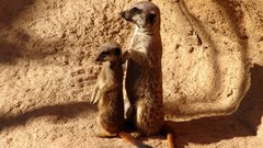 Animals meerkats wildlife
