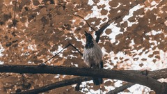 Animals melancholy autumn Birds crows