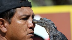 Animals Men Crocodiles young Reptiles baby animals