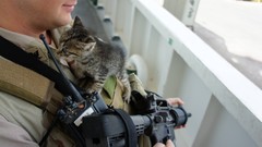 Animals Men Navy Kittens