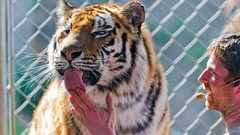 Animals Men Tigers tongue human licking trainer Chain Link Fence