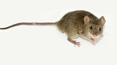 Animals mice stock photo