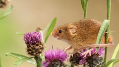 Animals mice Thistles
