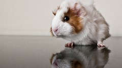 Animals mirrors guinea pigs