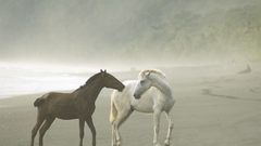 Animals mist Horses Beaches