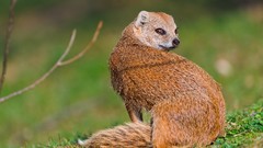 Animals mongoose