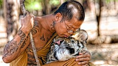 Animals monk Tigers