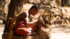 Animals monk Tigers