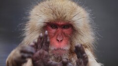 Animals monkey macaques hands looking at viewer frontal view