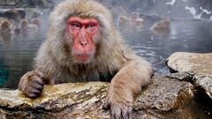 Animals monkey macaques Mammals