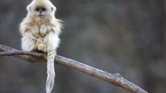 Animals monkey sitting branch Mammals