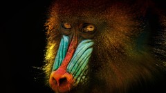 Animals monkeys Baboon