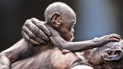 Animals monkeys baby animals