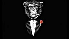 Animals monkeys black background