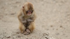 Animals monkeys closed eyes baby animals