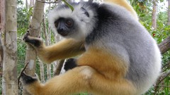 Animals monkeys diademed sifaka