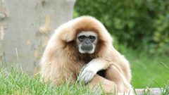 Animals monkeys gibbons