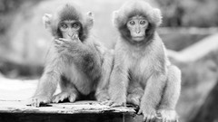 Animals monkeys grayscale