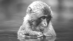 Animals monkeys grayscale baby animals