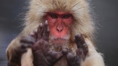 Animals monkeys hairy japanese macaque snow monkey