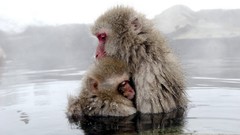 Animals monkeys hugging japanese macaque baby animals