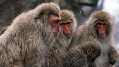 Animals monkeys japanese macaque