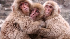Animals monkeys japanese macaque