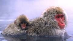 Animals monkeys japanese macaque wildlife baby animals snow 