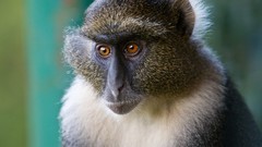 Animals monkeys Kenya