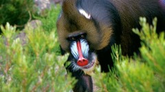 Animals monkeys male congo primates Mandrill