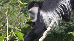 Animals monkeys mantled guereza