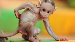 Animals monkeys national geographic japanese macaque blurred 