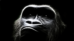 Animals monkeys primates