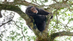 Animals monkeys primates