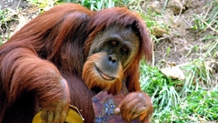 Animals monkeys primates orangutans