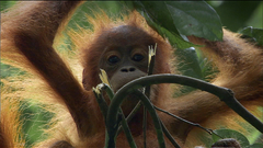 Animals monkeys primates orangutans