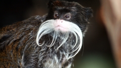 Animals monkeys primates tamarin
