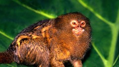Animals monkeys primates tamarin