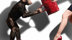 Animals monkeys purses