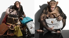 Animals monkeys purses