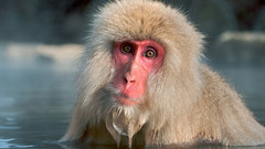 Animals monkeys snow monkey