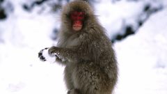 Animals monkeys snow monkey